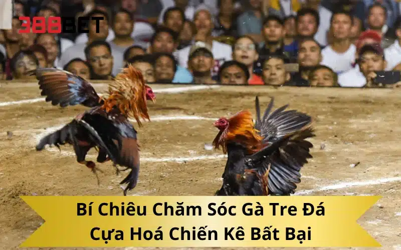 Bí Chiêu Chăm Sóc Gà Tre Đá Cựa Hoá Chiến Kê Bất Bại