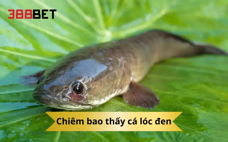 Chiêm bao thấy cá lóc đen